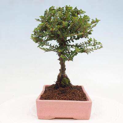 Vonkajší bonsai - Ulmus parvifolia Sagei - Malolistý brest - 4