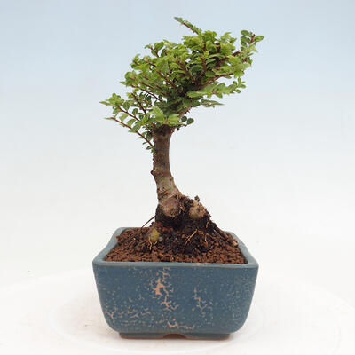 Vonkajší bonsai - Ulmus parvifolia Sagei - Malolistý brest - 4