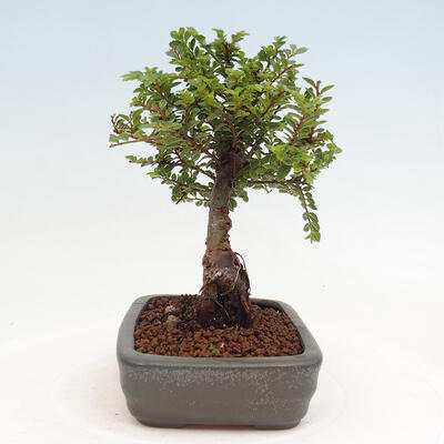 Vonkajší bonsai - Ulmus parvifolia Sagei - Malolistý brest - 4