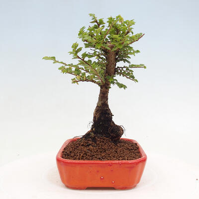 Vonkajší bonsai - Ulmus parvifolia Sagei - Malolistý brest - 4