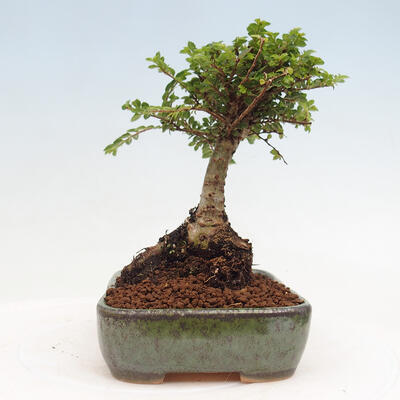 Vonkajší bonsai - Ulmus parvifolia Sagei - Malolistý brest - 4