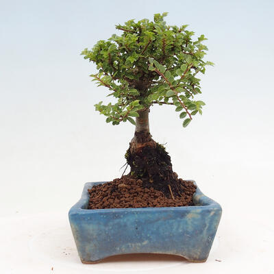 Vonkajší bonsai - Ulmus parvifolia Sagei - Malolistý brest - 4