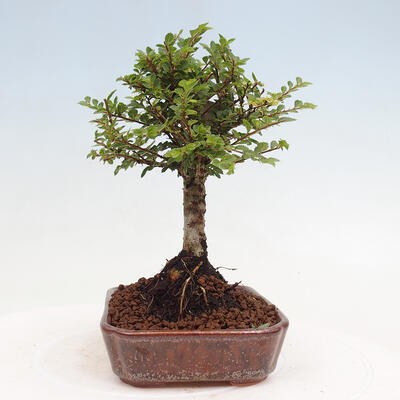 Vonkajší bonsai - Ulmus parvifolia Sagei - Malolistý brest - 4