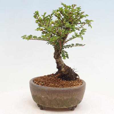 Vonkajší bonsai - Ulmus parvifolia Sagei - Malolistý brest - 4