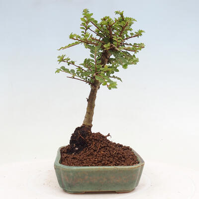 Vonkajší bonsai - Ulmus parvifolia Sagei - Malolistý brest - 4