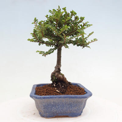 Vonkajší bonsai - Ulmus parvifolia Sagei - Malolistý brest - 4