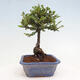 Vonkajší bonsai - Ulmus parvifolia Sagei - Malolistý brest - 4/6