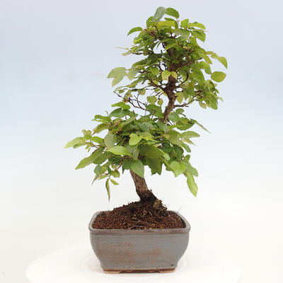 Vonkajší bonsai -Carpinus CARPINOIDES - Hrab kórejský - 4