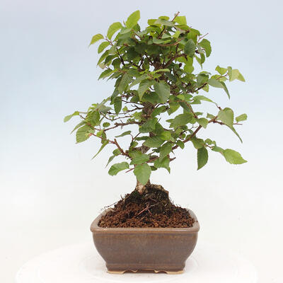 Vonkajší bonsai -Carpinus CARPINOIDES - Hrab kórejský - 4