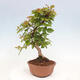 Vonkajší bonsai -Carpinus CARPINOIDES - Hrab kórejský - 4/4