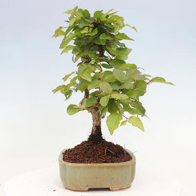 Vonkajší bonsai -Carpinus CARPINOIDES - Hrab kórejský - 4