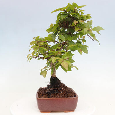 Vonkajší bonsai -Carpinus CARPINOIDES - Hrab kórejský - 4