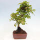 Vonkajší bonsai -Carpinus CARPINOIDES - Hrab kórejský - 4/4