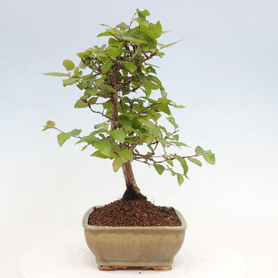 Vonkajší bonsai -Carpinus CARPINOIDES - Hrab kórejský - 4