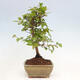 Vonkajší bonsai -Carpinus CARPINOIDES - Hrab kórejský - 4/4