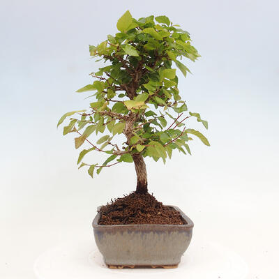 Vonkajší bonsai -Carpinus CARPINOIDES - Hrab kórejský - 4