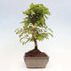 Vonkajší bonsai -Carpinus CARPINOIDES - Hrab kórejský - 4/4