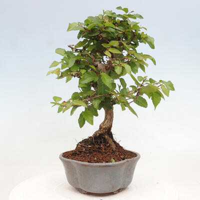 Vonkajší bonsai -Carpinus CARPINOIDES - Hrab kórejský - 4