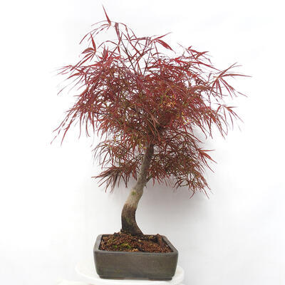 Vonkajší bonsai - Javor dlanitolistý - Acer palmatum RED PYGMY - 4