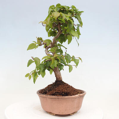 Vonkajší bonsai -Carpinus CARPINOIDES - Hrab kórejský - 4