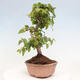 Vonkajší bonsai -Carpinus CARPINOIDES - Hrab kórejský - 4/4