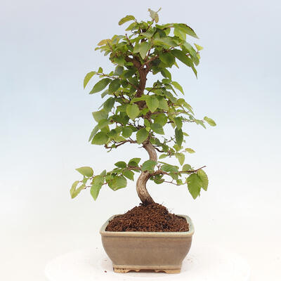 Vonkajší bonsai -Carpinus CARPINOIDES - Hrab kórejský - 4