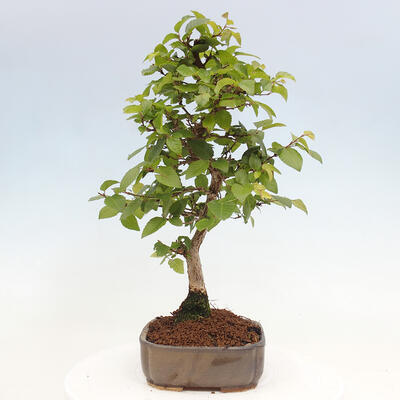 Vonkajší bonsai -Carpinus CARPINOIDES - Hrab kórejský - 4