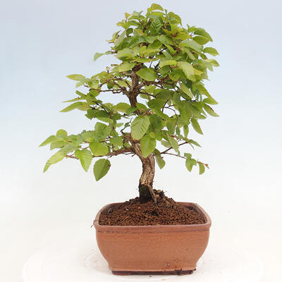 Vonkajší bonsai -Carpinus CARPINOIDES - Hrab kórejský - 4