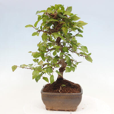 Vonkajší bonsai -Carpinus CARPINOIDES - Hrab kórejský - 4