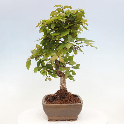 Vonkajší bonsai -Carpinus CARPINOIDES - Hrab kórejský - 4