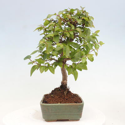 Vonkajší bonsai -Carpinus CARPINOIDES - Hrab kórejský - 4