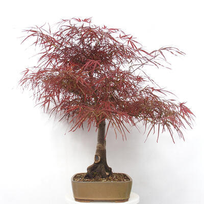 Vonkajší bonsai - Javor dlanitolistý - Acer palmatum RED PYGMY - 4