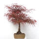 Vonkajší bonsai - Javor dlanitolistý - Acer palmatum RED PYGMY - 4/6