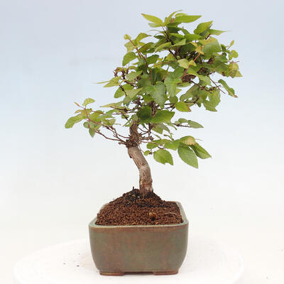 Vonkajší bonsai -Carpinus CARPINOIDES - Hrab kórejský - 4