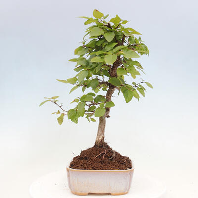 Vonkajší bonsai -Carpinus CARPINOIDES - Hrab kórejský - 4