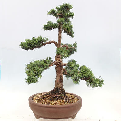 Vonkajší bonsai - Juniperus chinensis Kishu -Jalovec čínsky - 4