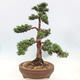 Vonkajší bonsai - Juniperus chinensis Kishu -Jalovec čínsky - 4/5