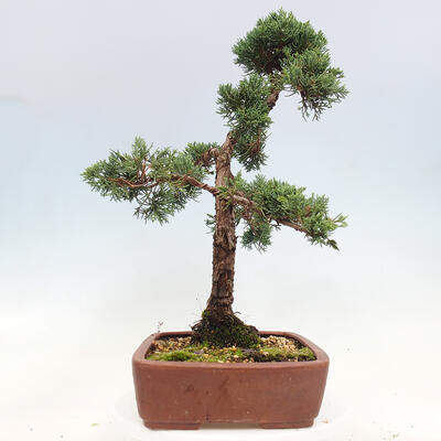 Vonkajší bonsai - Juniperus chinensis Kishu -Jalovec čínsky - 4