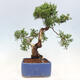 Vonkajší bonsai - Juniperus chinensis Itoigawa-Jalovec čínsky - 4/5