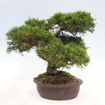 Vonkajší bonsai - Juniperus chinensis Itoigawa-Jalovec čínsky - 4