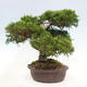 Vonkajší bonsai - Juniperus chinensis Itoigawa-Jalovec čínsky - 4/5