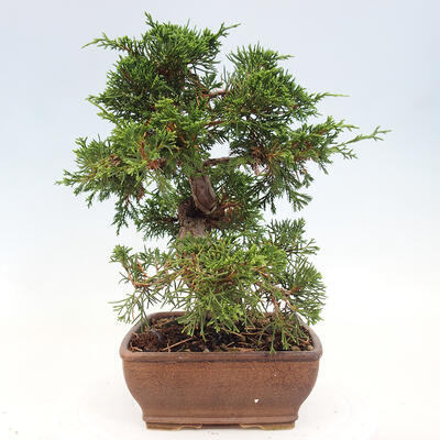 Vonkajší bonsai - Juniperus chinensis Itoigawa-Jalovec čínsky - 4