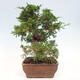 Vonkajší bonsai - Juniperus chinensis Itoigawa-Jalovec čínsky - 4/5