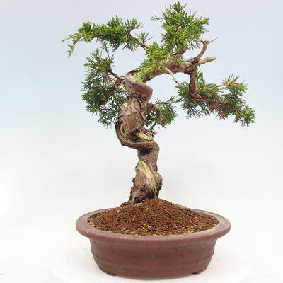 Vonkajší bonsai - Juniperus chinensis Itoigawa-Jalovec čínsky - 4