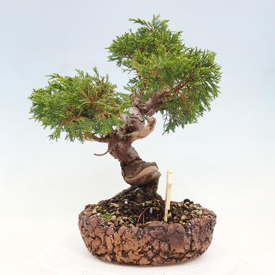 Vonkajší bonsai - Juniperus chinensis Itoigawa-Jalovec čínsky - 4