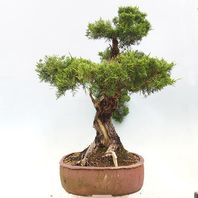 Vonkajší bonsai - Juniperus chinensis Itoigawa-Jalovec čínsky - 4