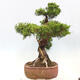 Vonkajší bonsai - Juniperus chinensis Itoigawa-Jalovec čínsky - 4/5