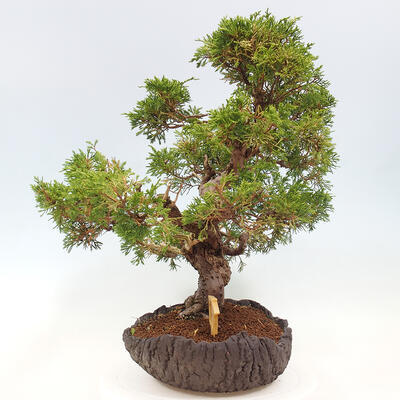 Vonkajší bonsai - Juniperus chinensis Kishu -Jalovec čínsky - 4