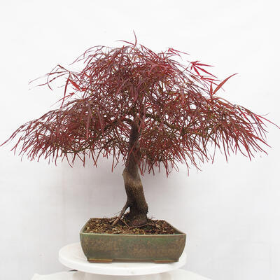 Vonkajší bonsai - Javor dlanitolistý - Acer palmatum RED PYGMY - 4