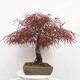 Vonkajší bonsai - Javor dlanitolistý - Acer palmatum RED PYGMY - 4/5